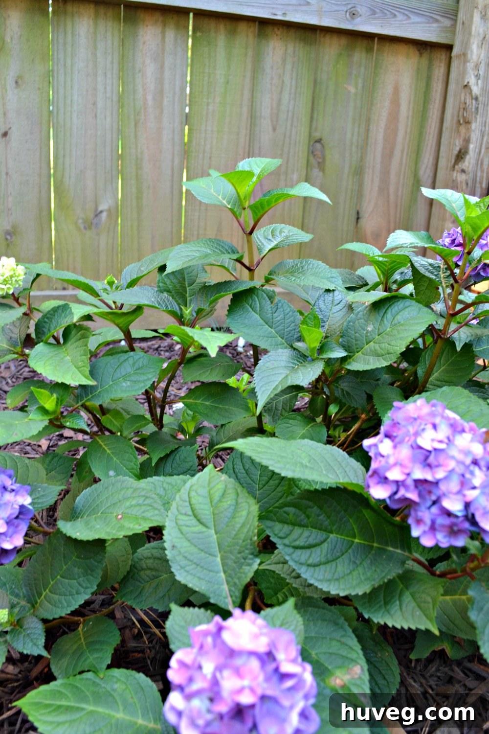 hydrangea blooms - purple mophead blooms with red stems