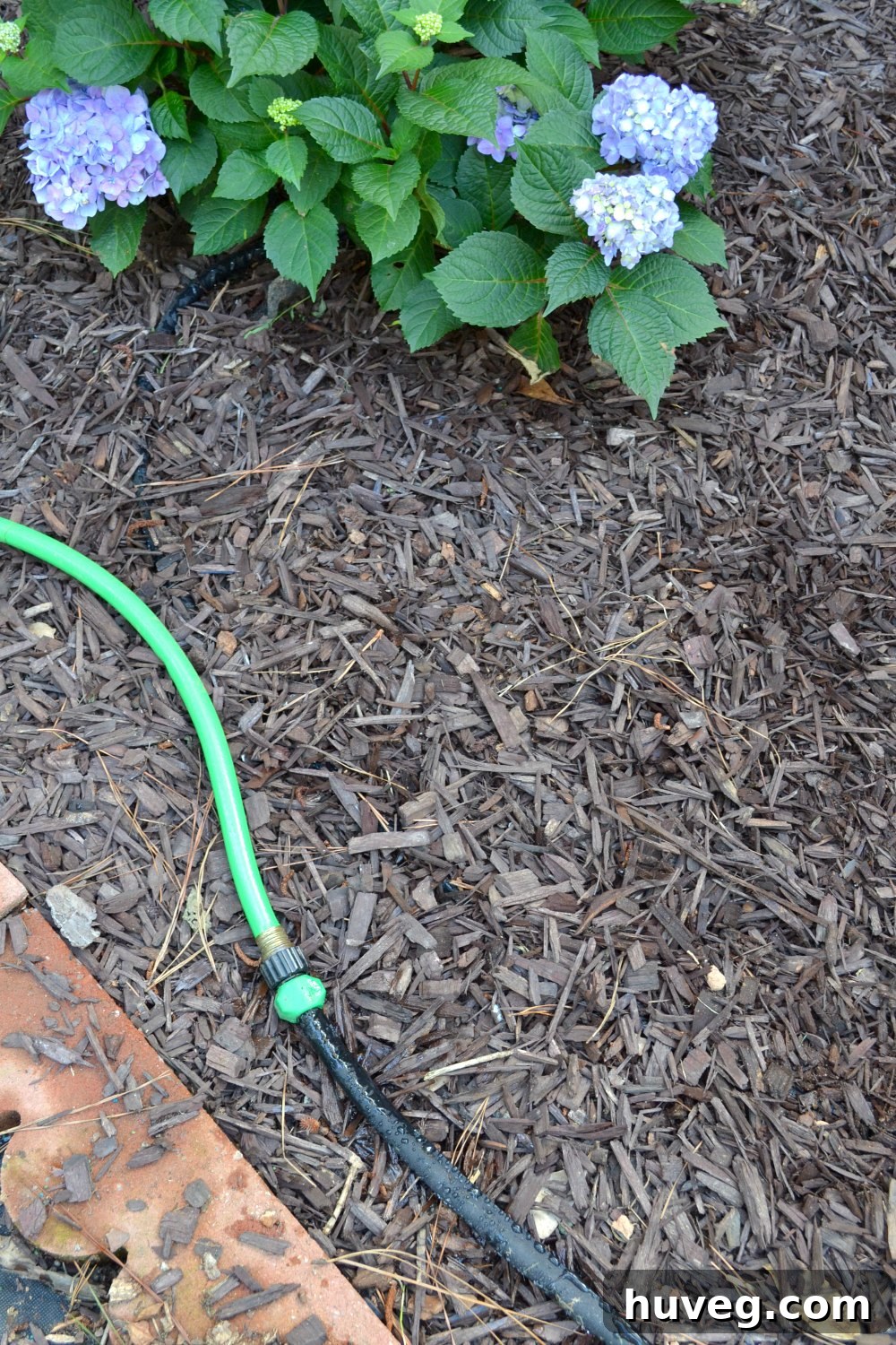 installing drip hose to help keep new hydrangea plants watered during summer heat