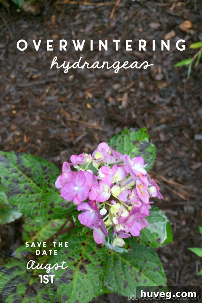Overwintering hydrangeas in a garden, showing healthy growth and early signs of fall color. The garden looks well-maintained, suggesting careful preparation for the winter months. A small detail, perhaps a wedding favor, hints at personal celebrations.