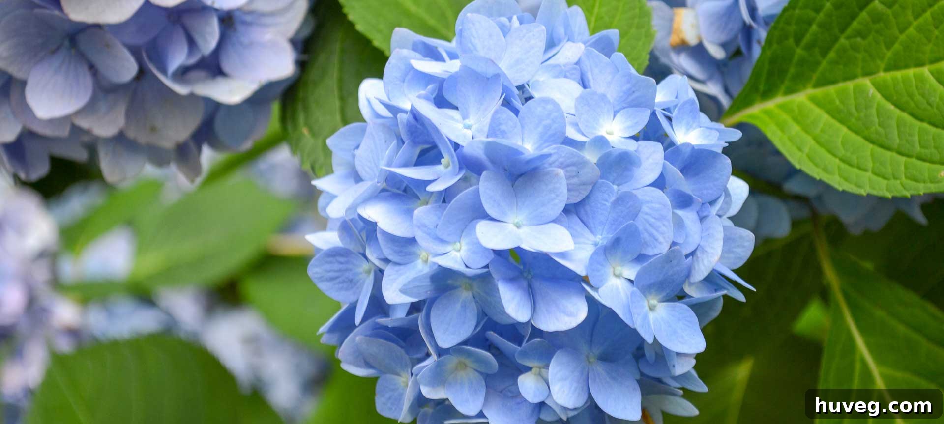 Vibrant blue hydrangeas with lush green foliage, filling the frame in a close-up shot that highlights their beauty and abundance. The image captures the essence of a healthy, thriving garden.
