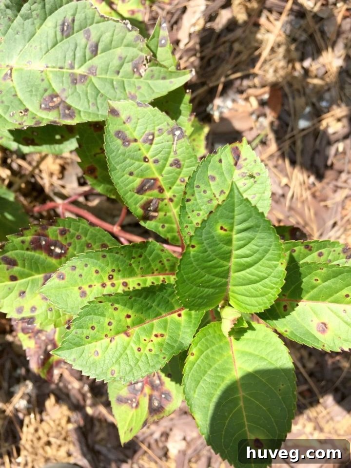 Close-up photograph of a hydrangea leaf displaying brown and yellow spots, indicative of a common fungal disease caused by overly wet conditions. The leaf is still green in other areas, suggesting the plant is actively growing despite the issue.