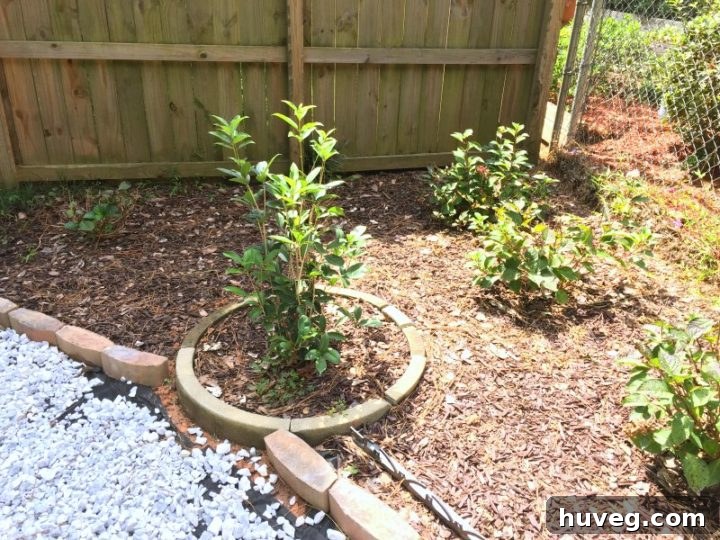 Hydrangea garden area before the addition of fresh mulch, showing established plants and ground preparation for winter care. The plants appear healthy, with a few visible leaves showing color changes.