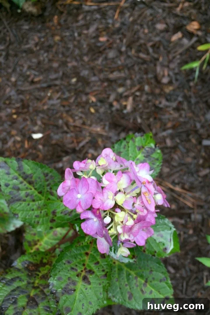 Close-up of a hydrangea in a garden, displaying changing colors as it transitions from summer to fall. The petals show hints of green, red, and blue, typical of hydrangeas preparing for winter. The focus is on the intricate detail of the bloom itself.