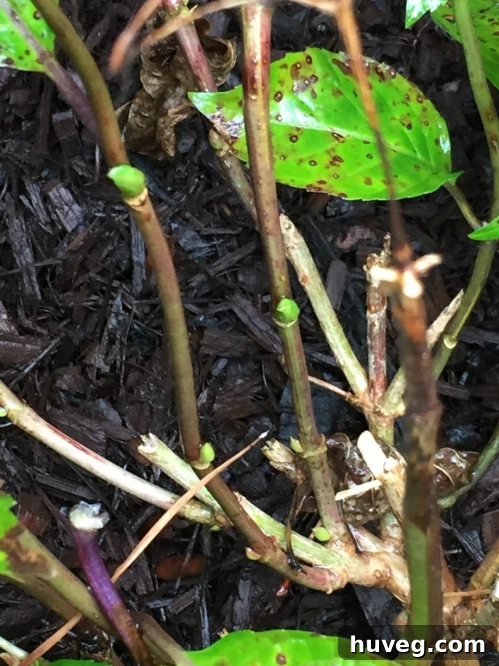 Close-up of a hydrangea stem clearly showing multiple new buds already formed, indicating the plant is preparing for the next blooming season. The stem appears healthy and robust.