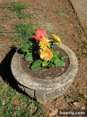 One of the revitalized stone planters bursting with colorful Gerbera Daisies.