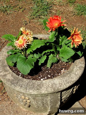 Another revitalized stone planter, showcasing vibrant yellow and coral Gerbera Daisies.