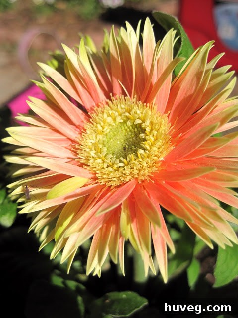 Close-up of a stone planter filled with yellow and coral Gerbera Daisies, recently planted.