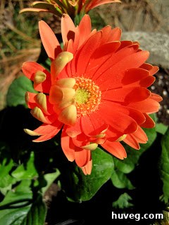 Detailed shot of vibrant yellow Gerbera Daisies with rounded petals.