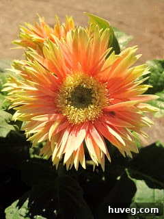 Close-up of a coral Gerbera Daisy showcasing its unique spiky petal structure.