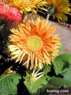 Another angle of the yellow Gerbera Daisy in the planter, highlighting its cheerful appearance.