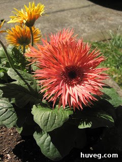 A detailed view of a coral Gerbera Daisy, demonstrating the contrast in petal shapes.