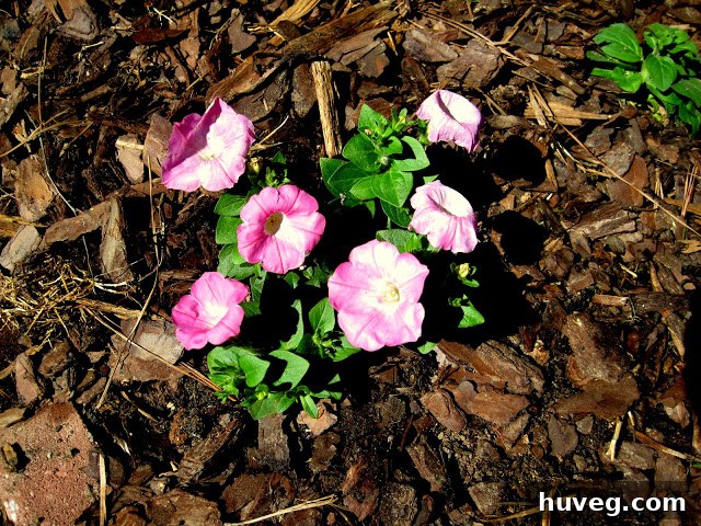 Pink petunias blooming around a mailbox