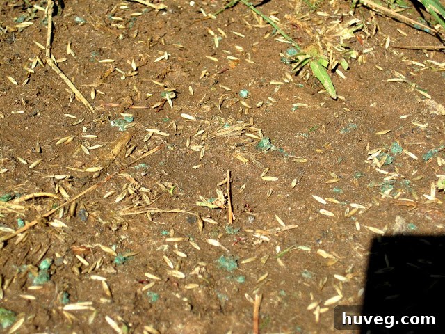 Applying a grass seed, mulch, and fertilizer combination to specific bare spots