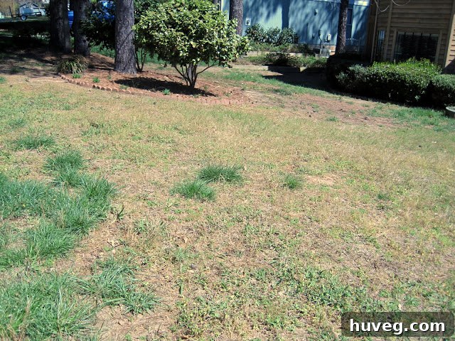 Close-up of a patchy lawn with dry spots and weeds