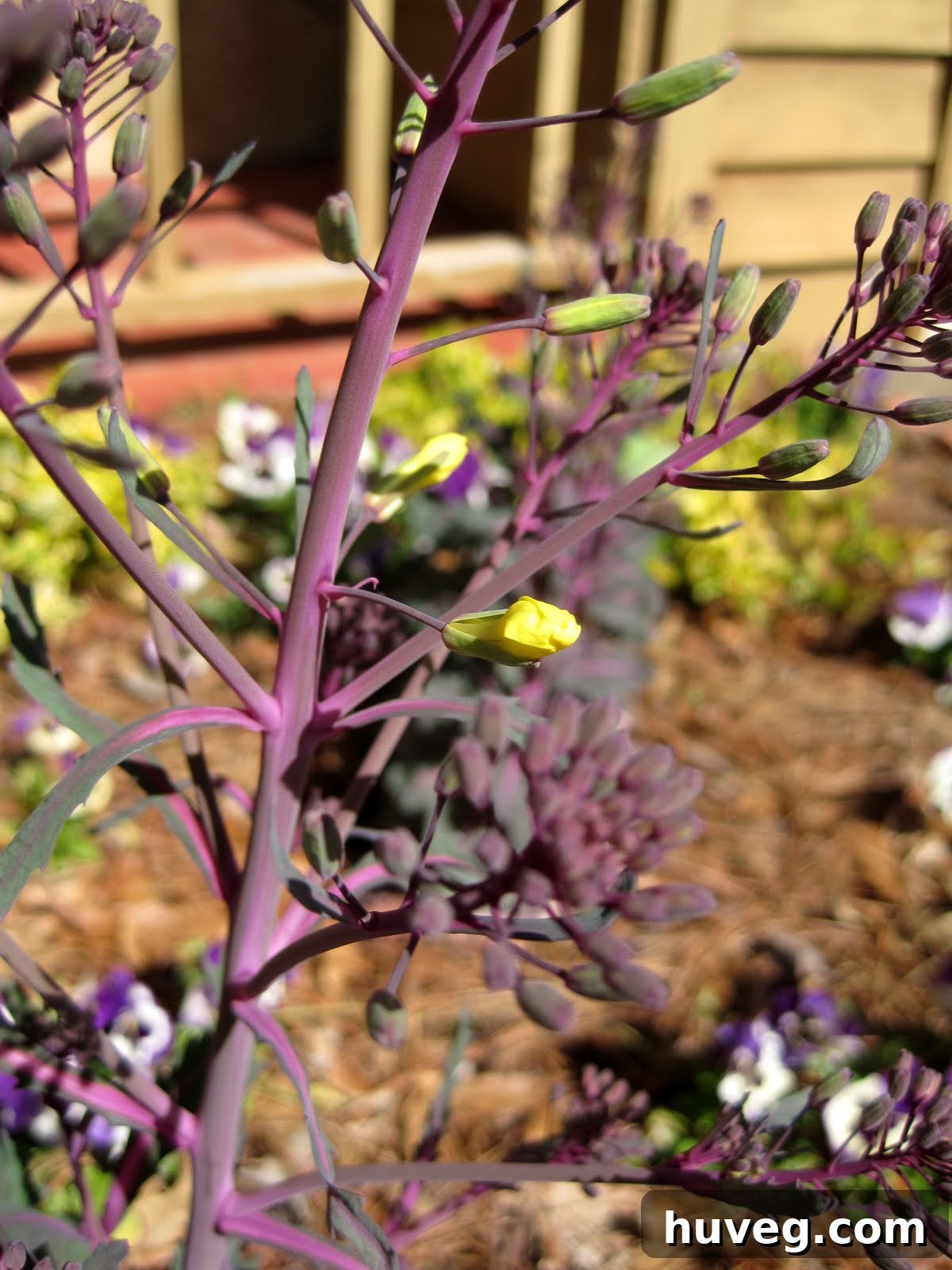 Close-up of vibrant yellow cabbage flowers in bloom, showcasing delicate petals and green leaves.