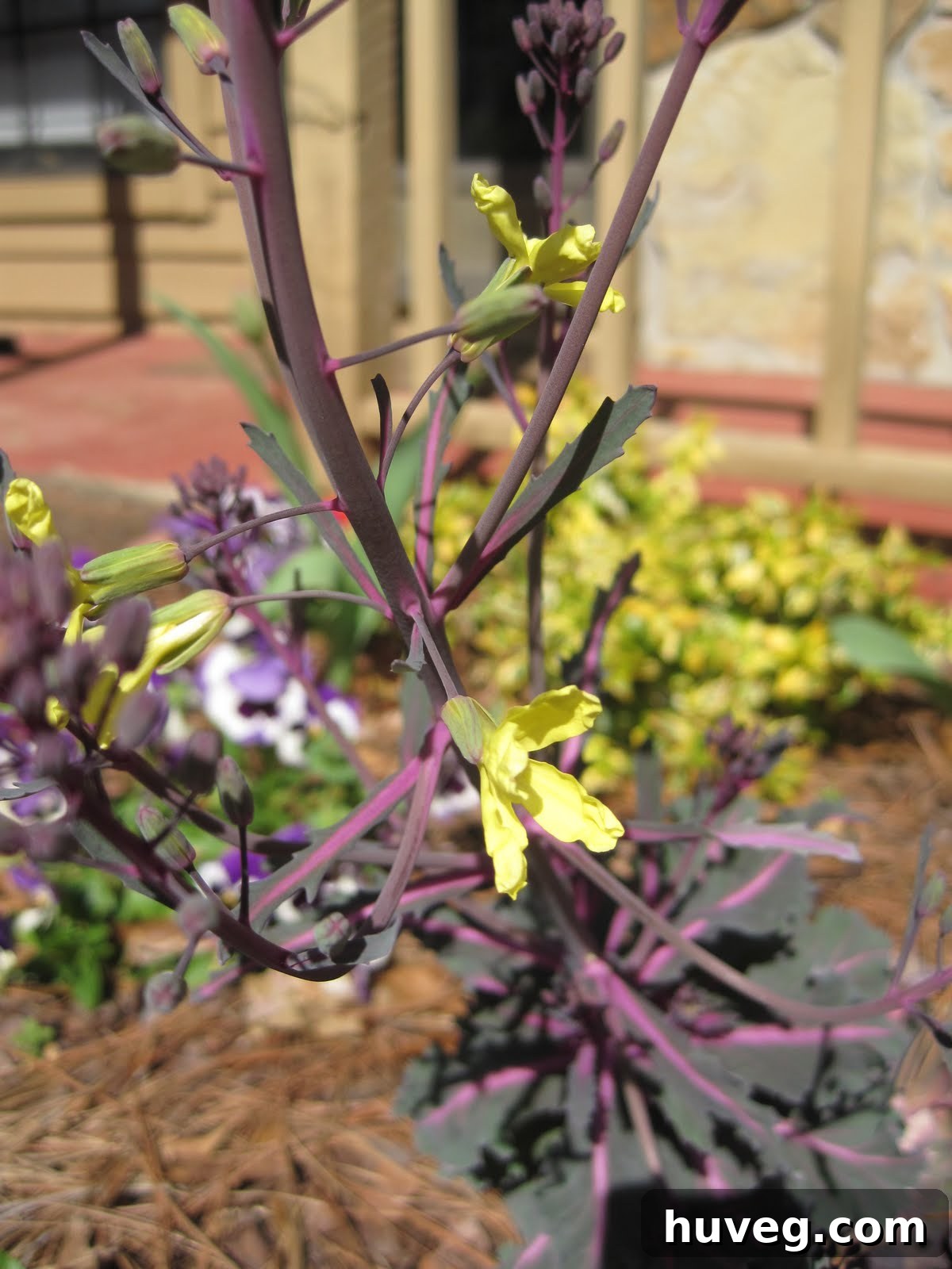 Another perspective of beautiful yellow cabbage flowers, highlighting their natural beauty and structure.