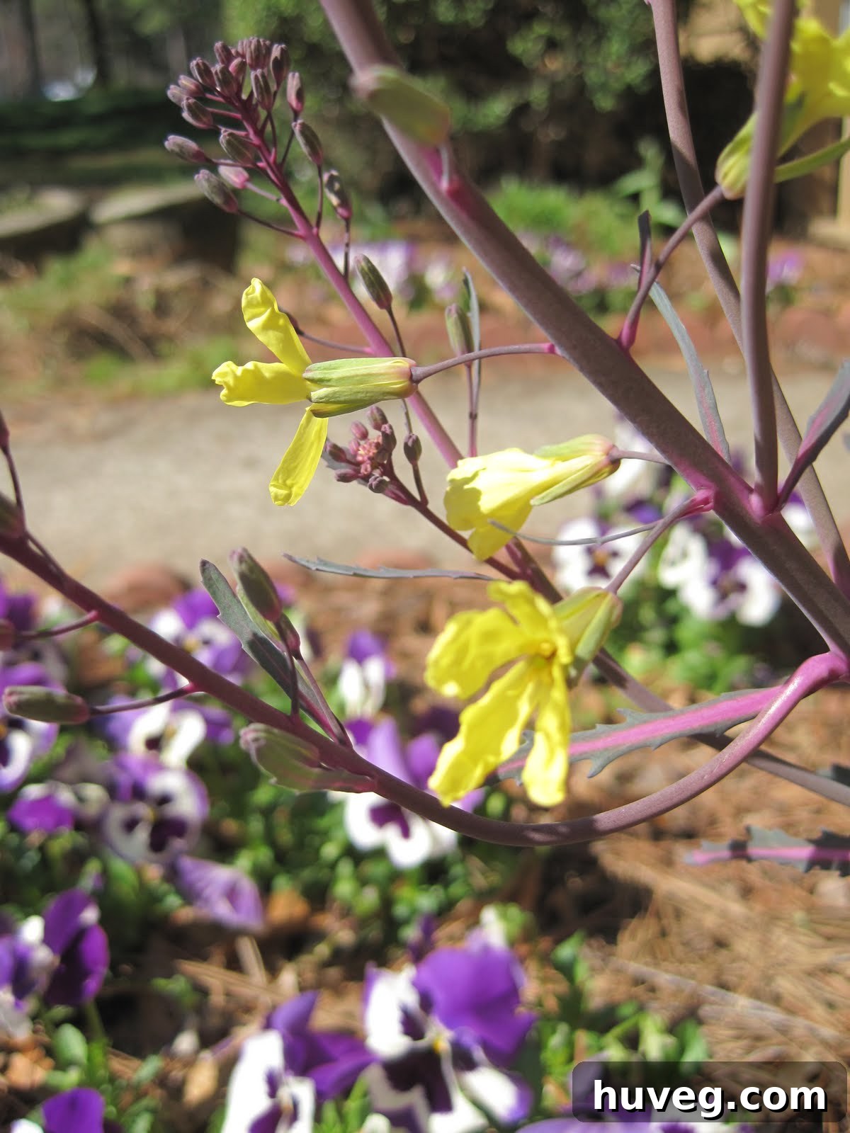 Detailed shot of yellow cabbage blossoms amidst lush green foliage, bathed in natural light.