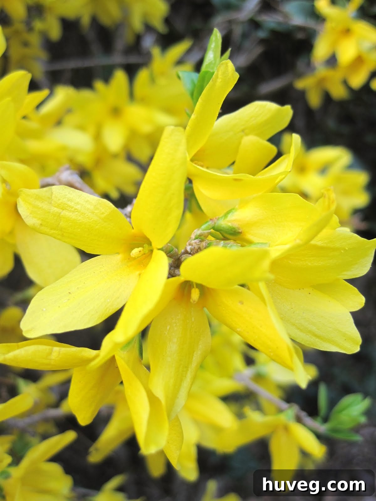 Close-up of bright yellow blossoms on a garden shrub.