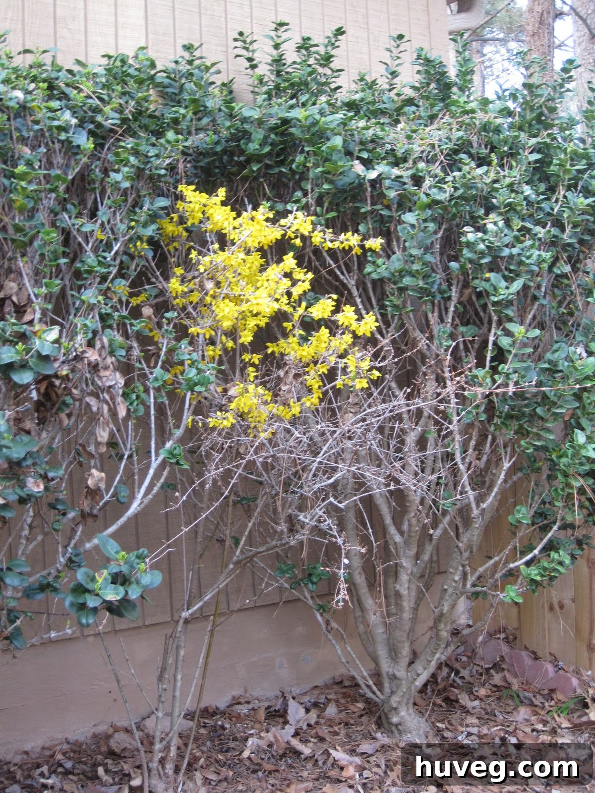 A close-up of a vibrant yellow flowering branch, hinting at its robust bloom.
