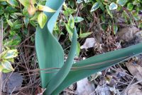 Awakening Spring