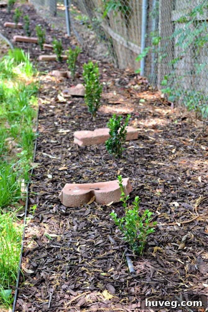 new hedge line with boxwoods along fence
