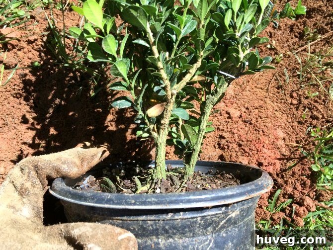 planting a new hedge