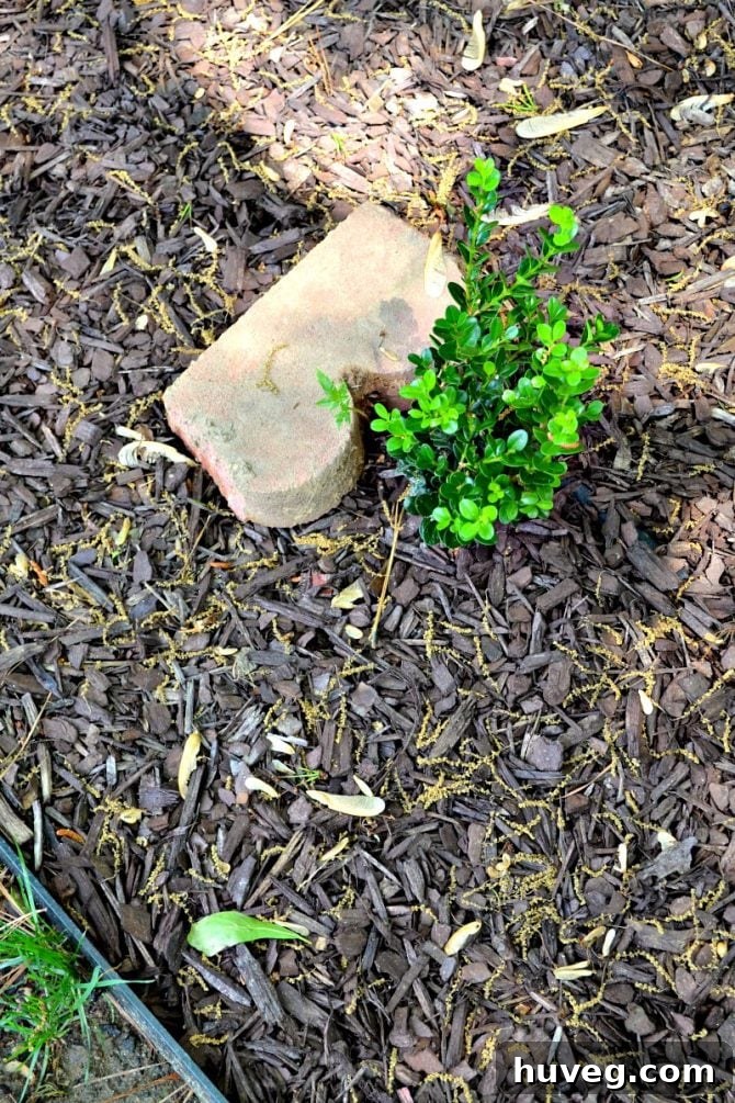 boxwood hedge doing really well