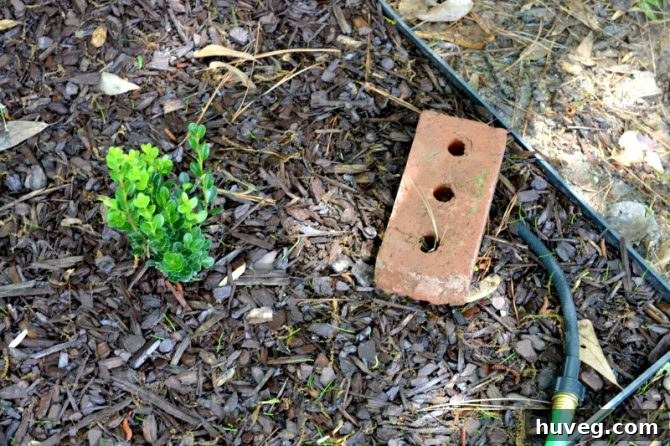 shrubs with new growth and soaker hose
