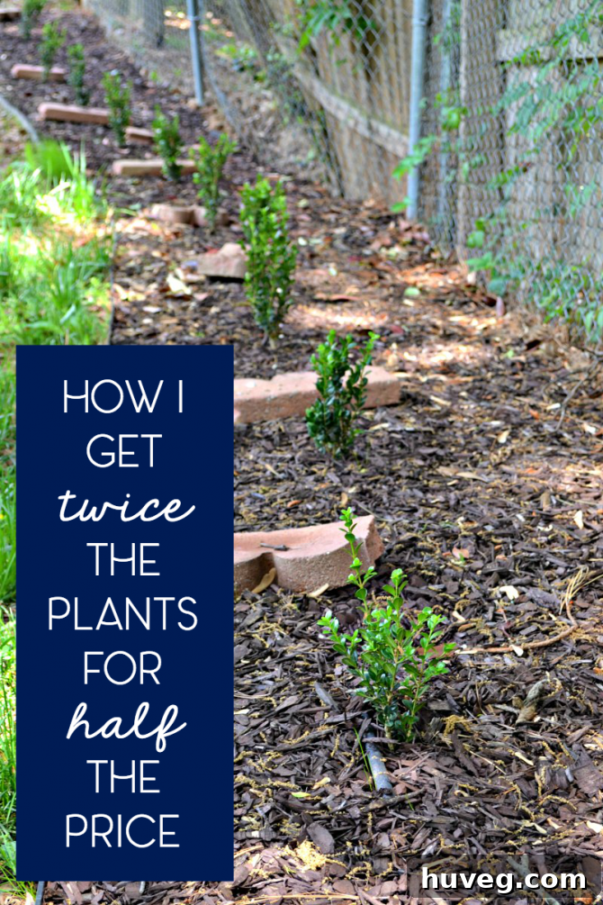 how i get twice the plants for half the price thanks to root growth hormone