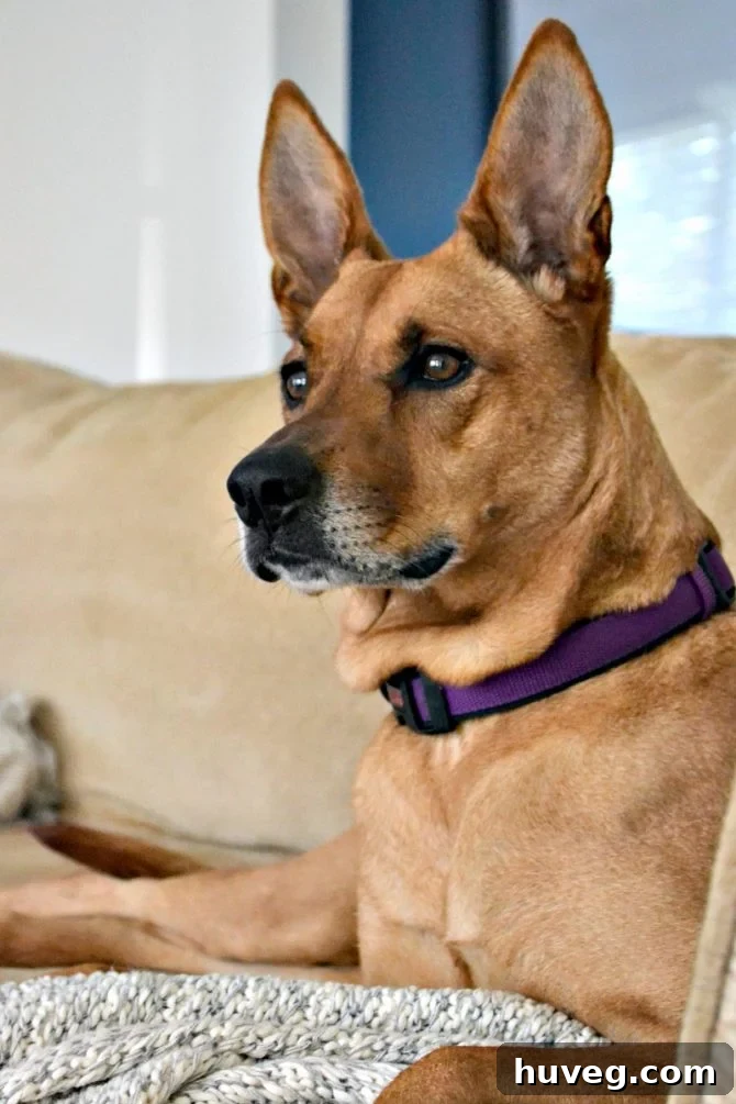Charlie 2017 - A charming portrait of a beloved dog