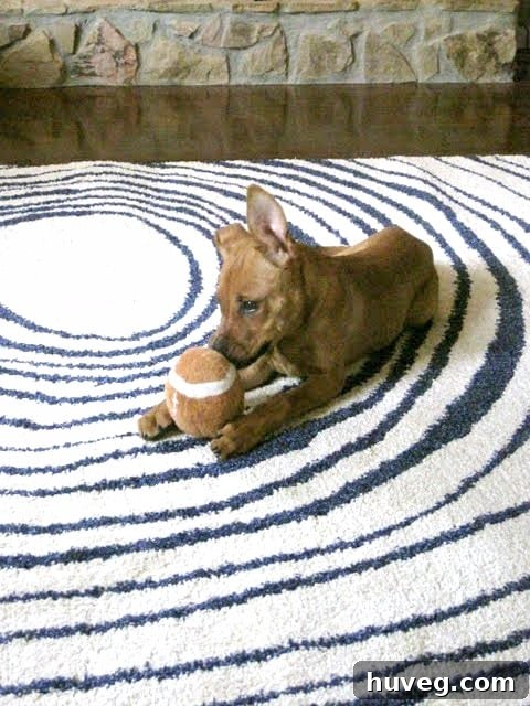 old IKEA rug with puppy Charlie - Nostalgic shot of a young Charlie on a rug