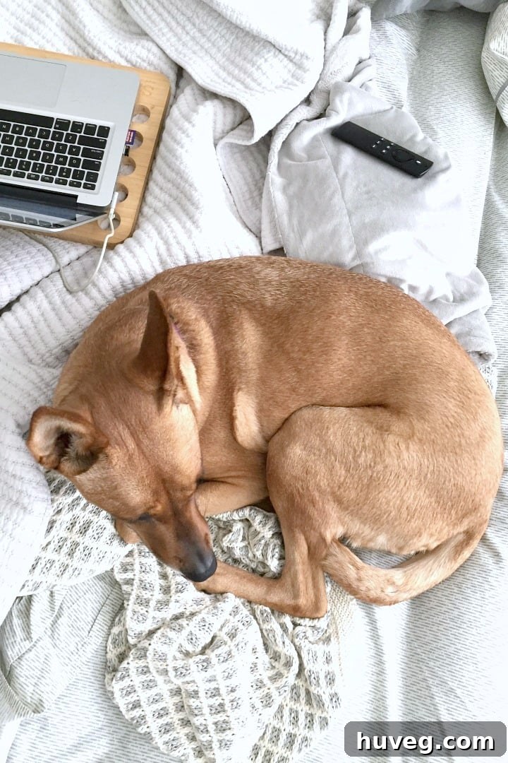 Charlie relaxing in bed with me and my laptop - A cozy scene with a dog and owner