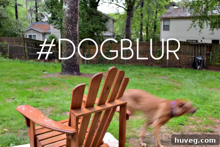 dogblur - A playful, blurred image capturing an energetic dog