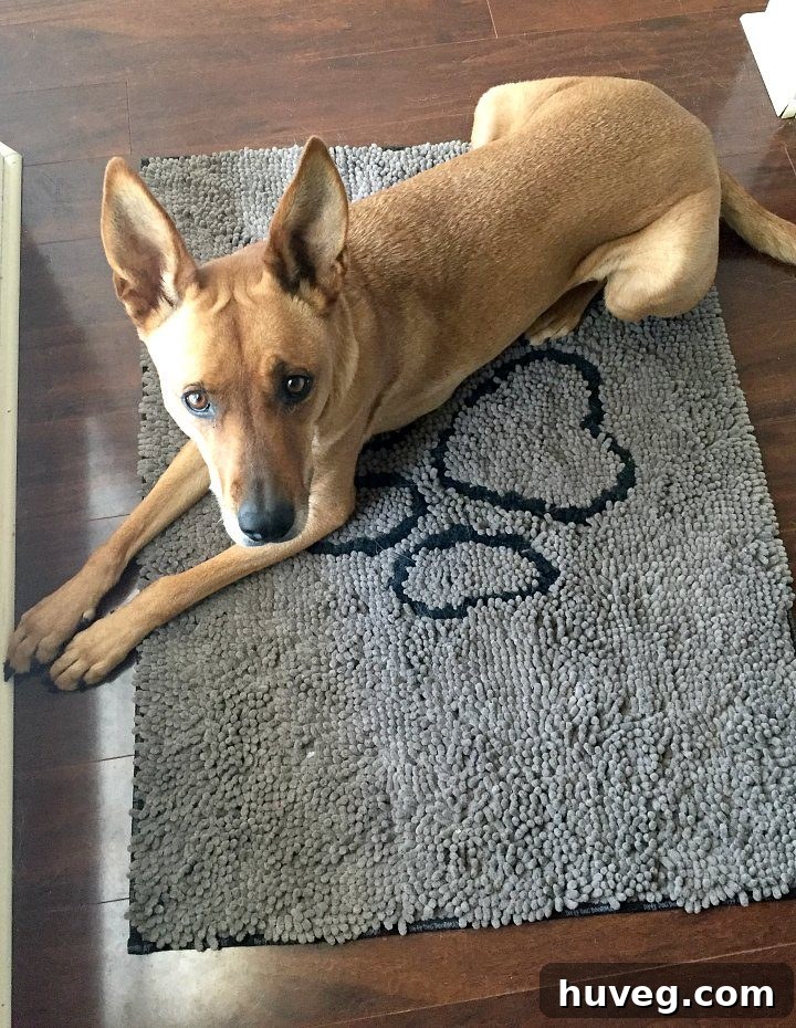 Charlie and front door microfiber dirty dog mat - Dog enjoying its designated mat