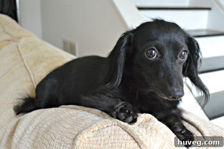 mini dachshund - Stella - A cute portrait of Stella, Charlie's friend