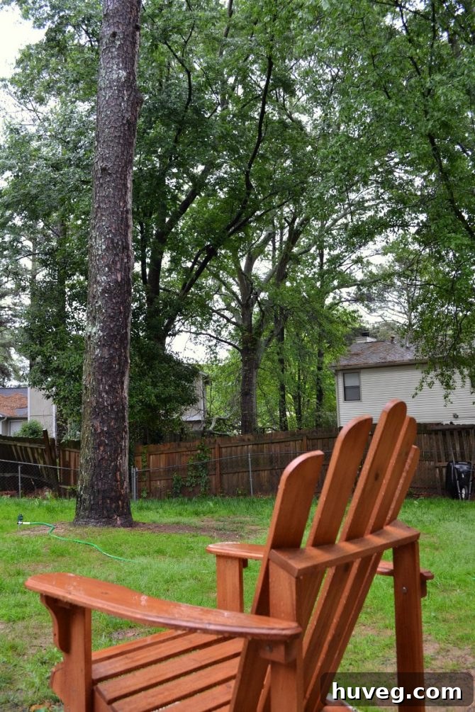 Slow but steady progress on the back yard lawn transformation
