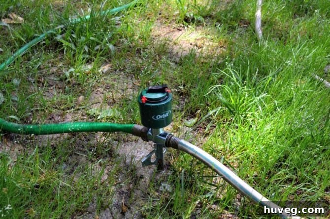 Automated sprinkler system ensuring consistent watering for new grass in the backyard