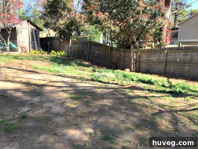 Backyard grass before any significant growth, showing mostly bare soil