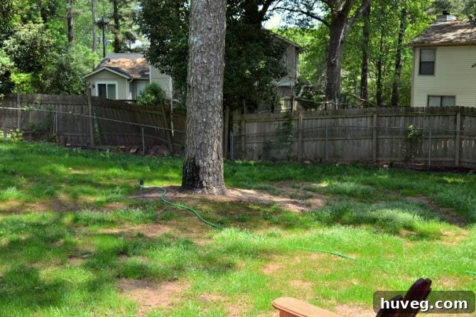 New grass growing vigorously across the leveled backyard area