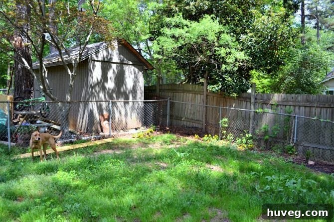 Corner of the backyard designated for a future new shed, showing early grass growth