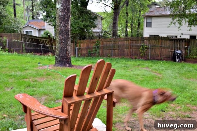 Happy dog, Charlie, a furry blur enjoying the new backyard grass