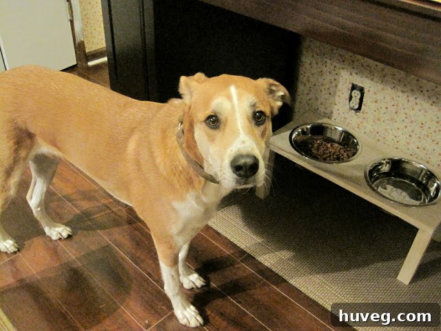 Colby, a large dog, inspecting his new elevated dog bowl stand
