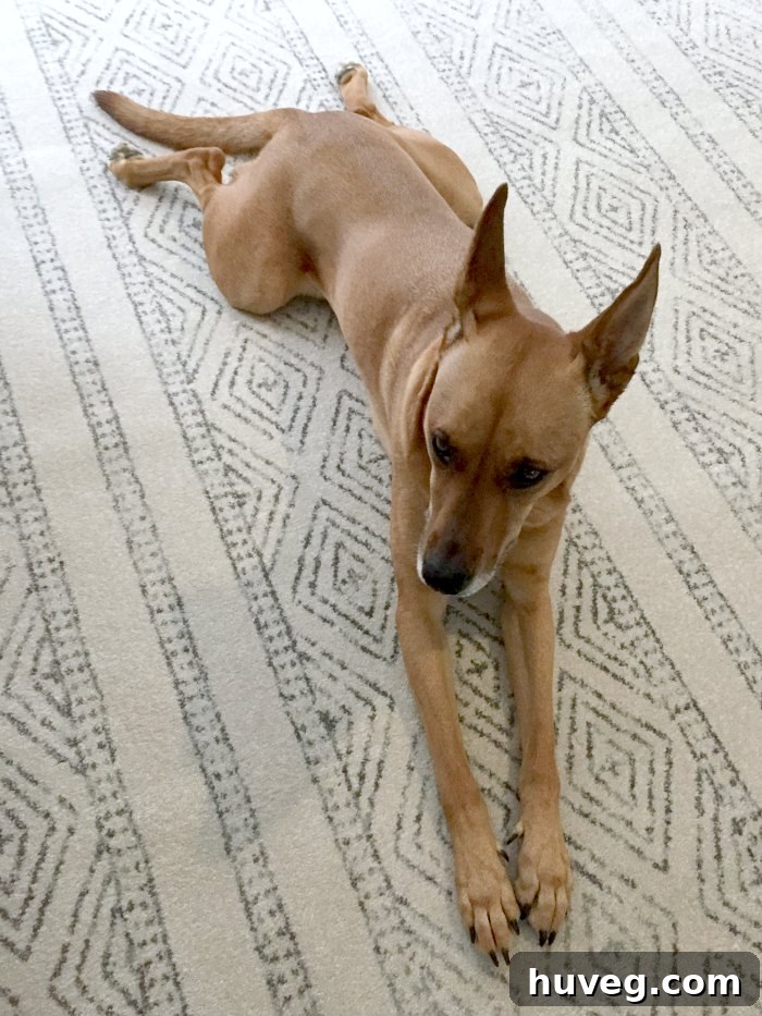 Charlie, the dog, happily modeling the new block print living room rug