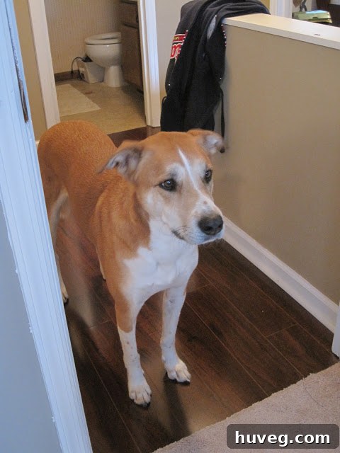 Dog supervising the DIY TV wall mounting project