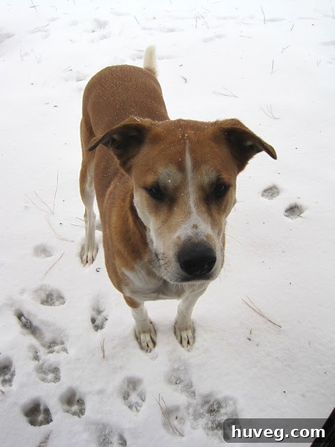 Colby, a dog, cautiously stepping into the snow for the first time
