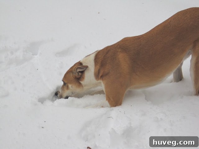 Colby now fully immersed in the snow, looking playful and happy
