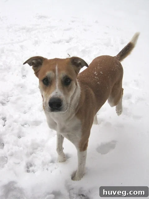 Colby running and leaping through the snow, enjoying the winter weather