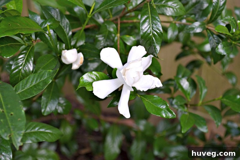 gardenias blooming
