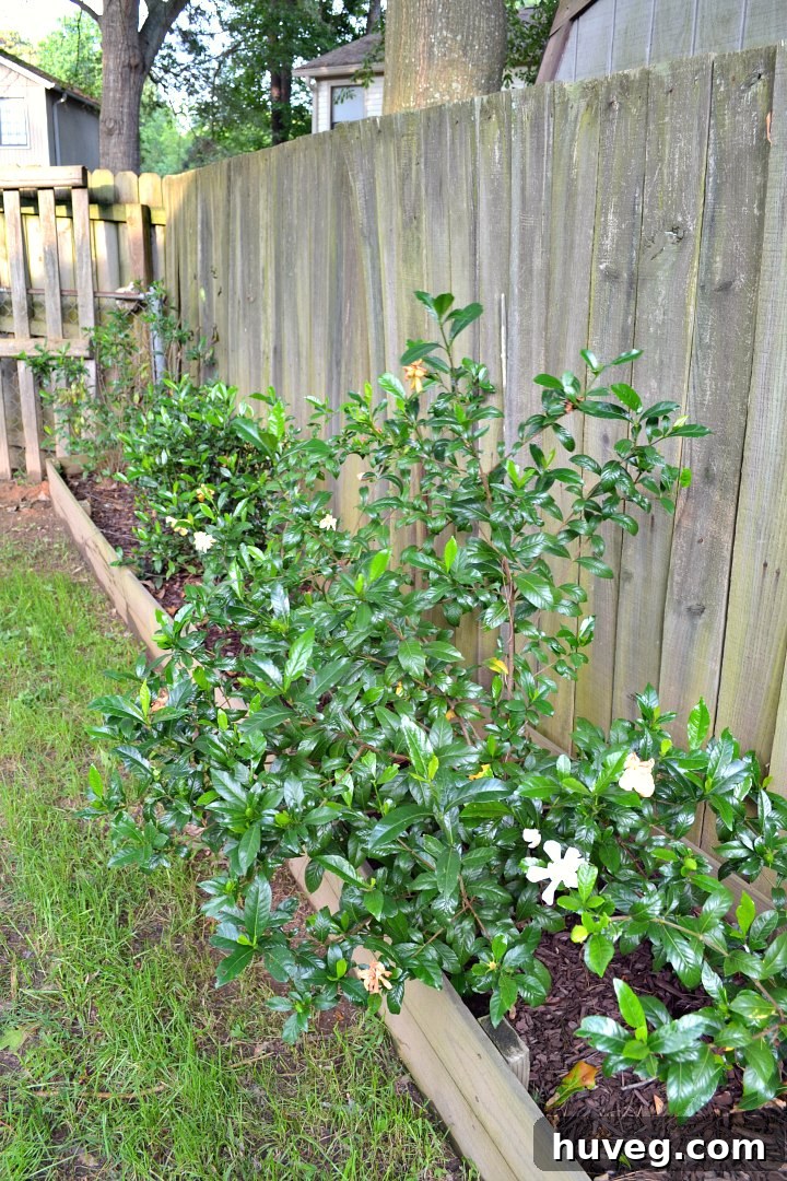 gardenias growing like crazy