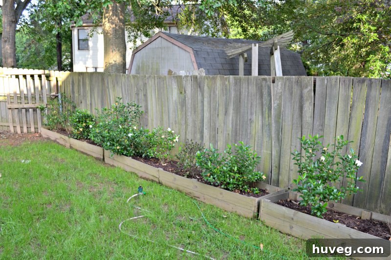 gardenia garden beds starting to grow in